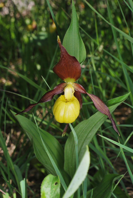 Cypripedium calceolus - Dolomiti di Brenta